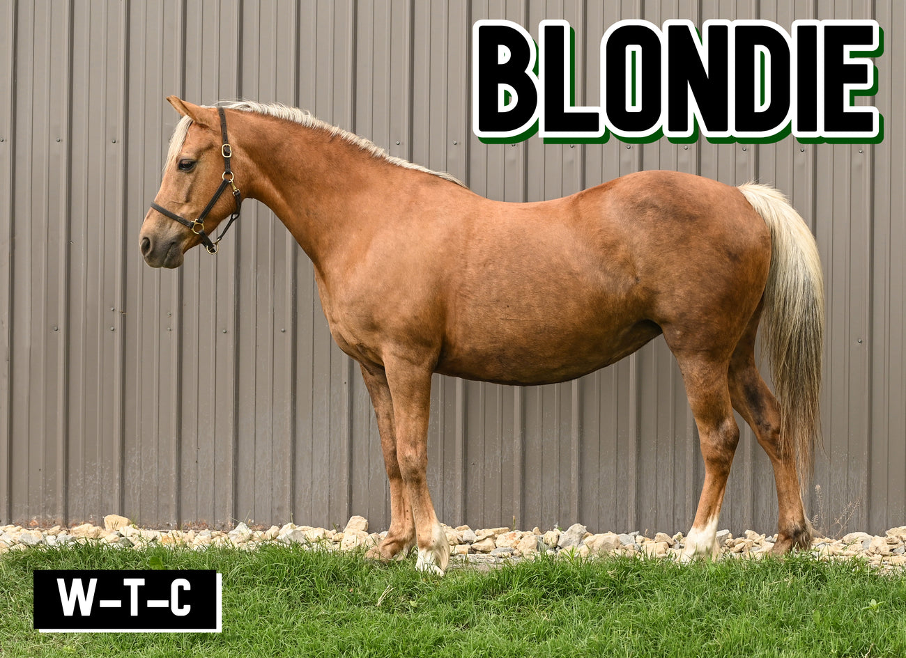 Blondie's Wishlist