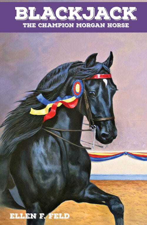 Blackjack The Champion Morgan Horse