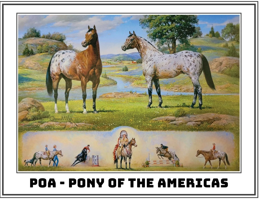 Breyer The Ideal Series | Pony of the Americas 1883 (Retired)