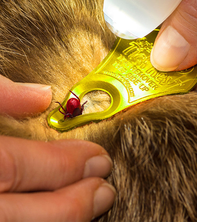 TickSee Tick Removal