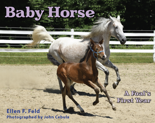 BABY HORSE: A FOAL'S FIRST YEAR