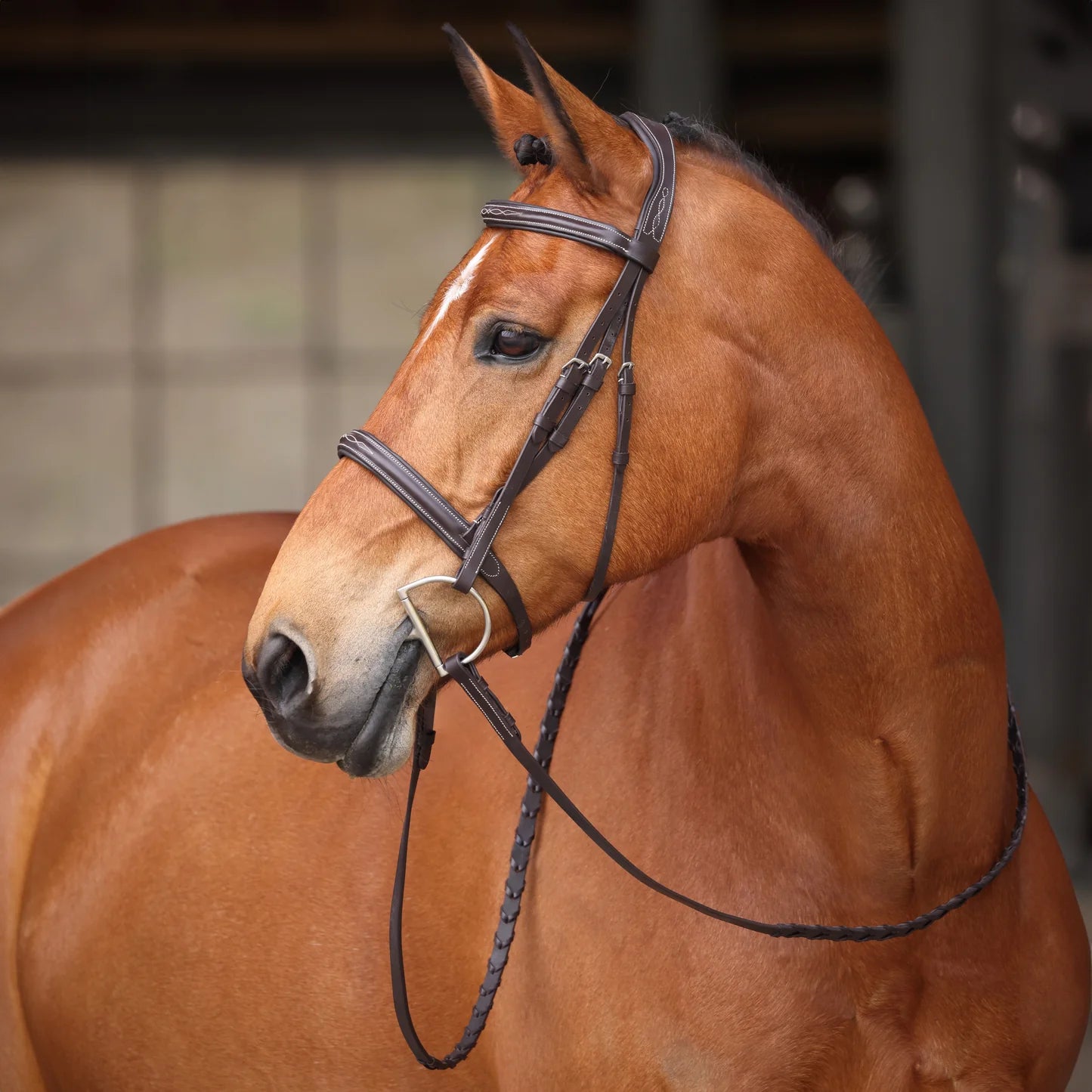 Avignon Ocala Bridle FULL