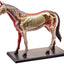 Tedco 4D Vision Horse Model