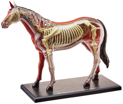 Tedco 4D Vision Horse Model