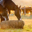 Square Bale Hay Net