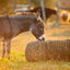 Square Bale Hay Net