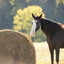 Round Bale Hay Net