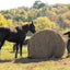 Round Bale Hay Net