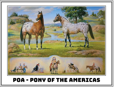 Breyer The Ideal Series | Pony of the Americas 1883 (Retired)