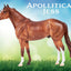 Apollitical Jess | American Quarter Horse Sprinter 10718 - 2026