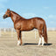 Apollitical Jess | American Quarter Horse Sprinter 10718 - 2026