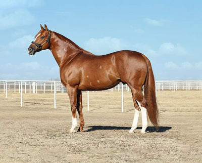 Apollitical Jess | American Quarter Horse Sprinter 10718 - 2026