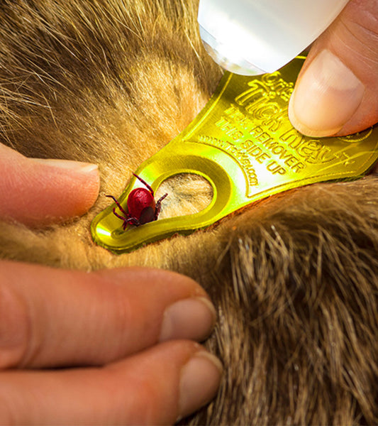 TickSee Tick Removal