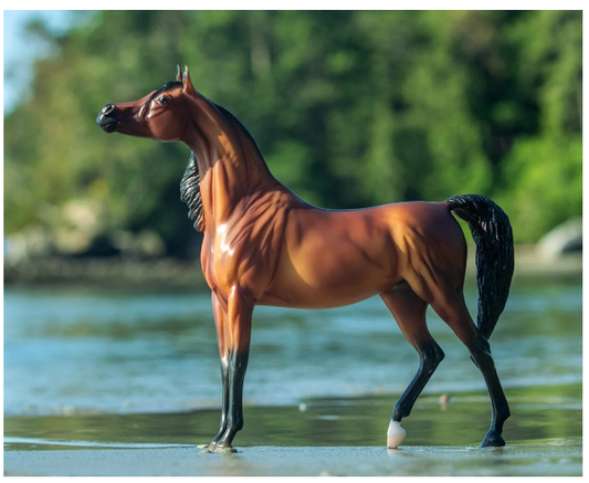 RD Marciea Bey | Champion Arabian Mare